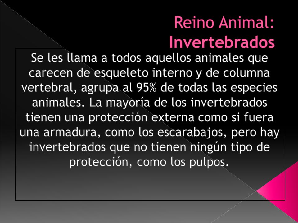 Reino Animal: Invertebrados