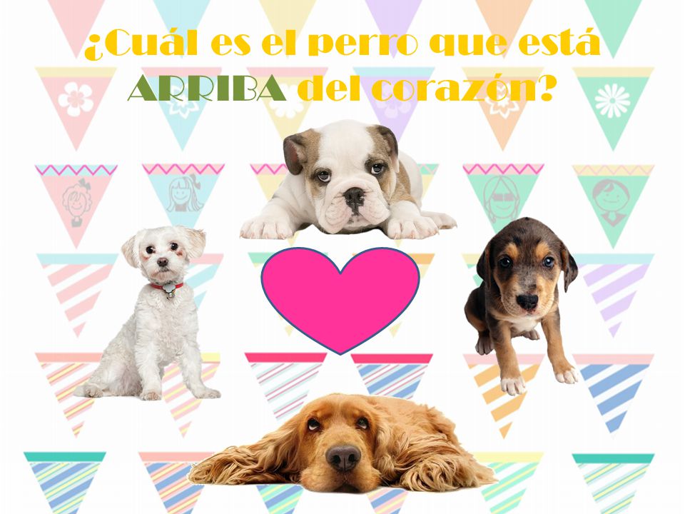 ¿Cuál es el perro que está ARRIBA del corazón