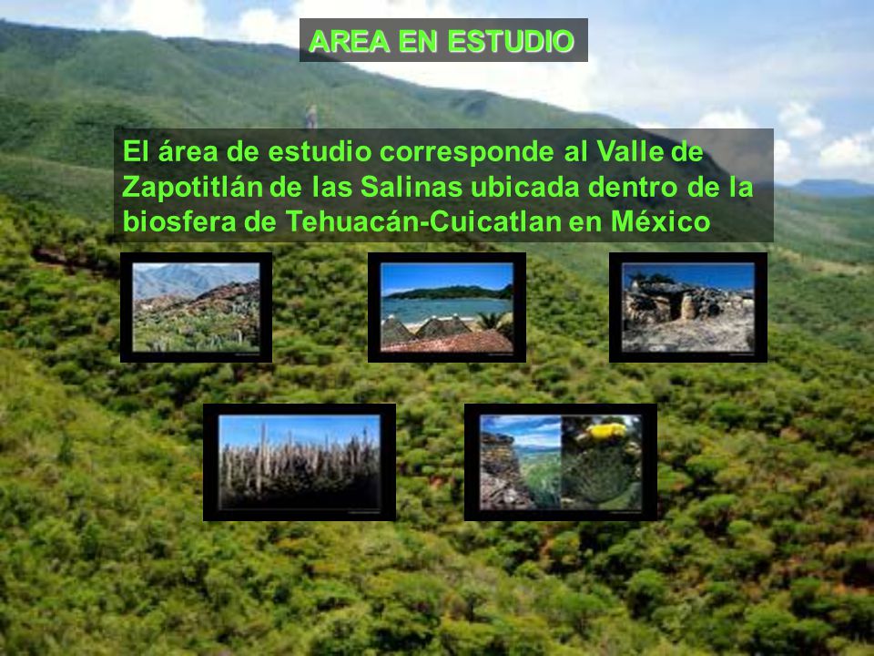 AREA EN ESTUDIO El área de estudio corresponde al Valle de Zapotitlán de las Salinas ubicada dentro de la biosfera de Tehuacán-Cuicatlan en México.