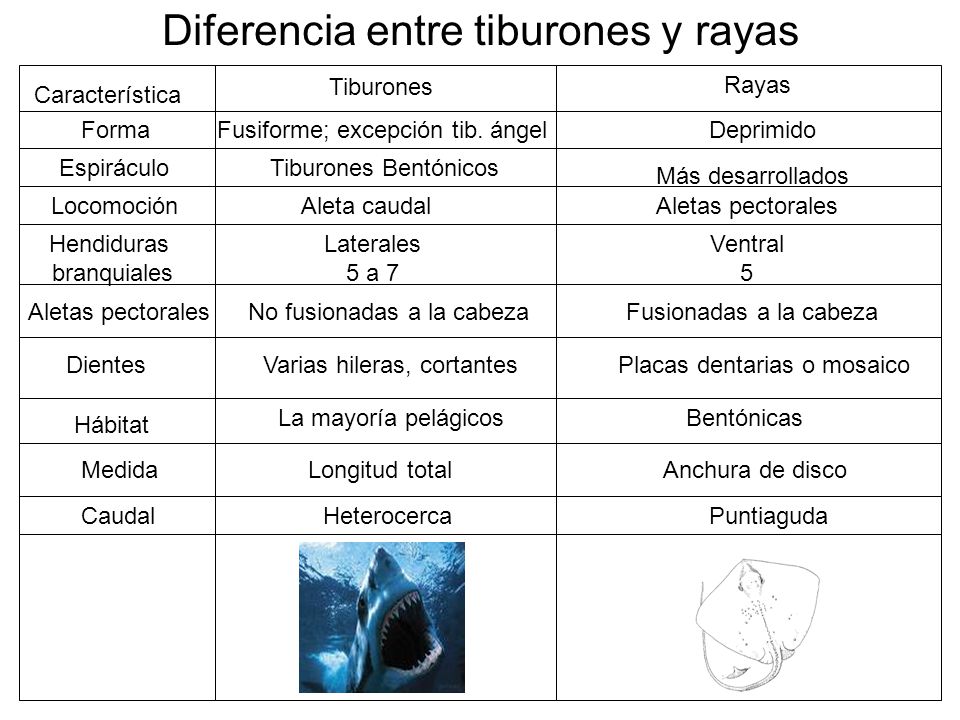 Diferencia entre tiburones y rayas