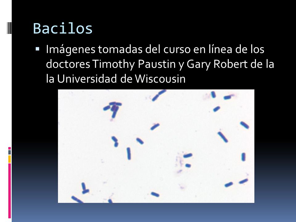 Bacilos Imágenes tomadas del curso en línea de los doctores Timothy Paustin y Gary Robert de la la Universidad de Wiscousin.