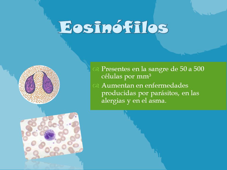 Eosinófilos Presentes en la sangre de 50 a 500 células por mm³