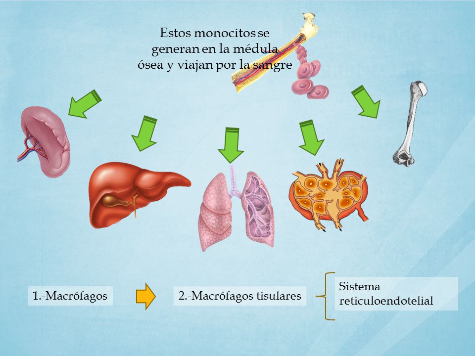 Estos monocitos se generan en la médula ósea y viajan por la sangre
