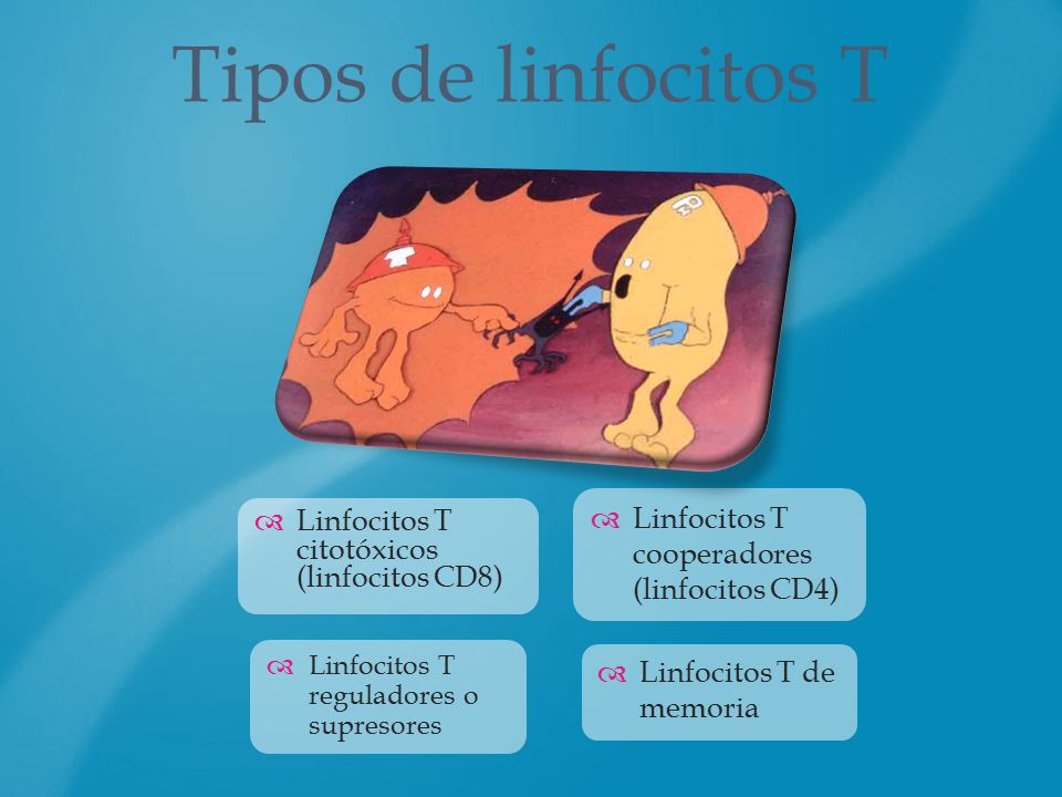 Tipos de linfocitos T Linfocitos T cooperadores (linfocitos CD4)