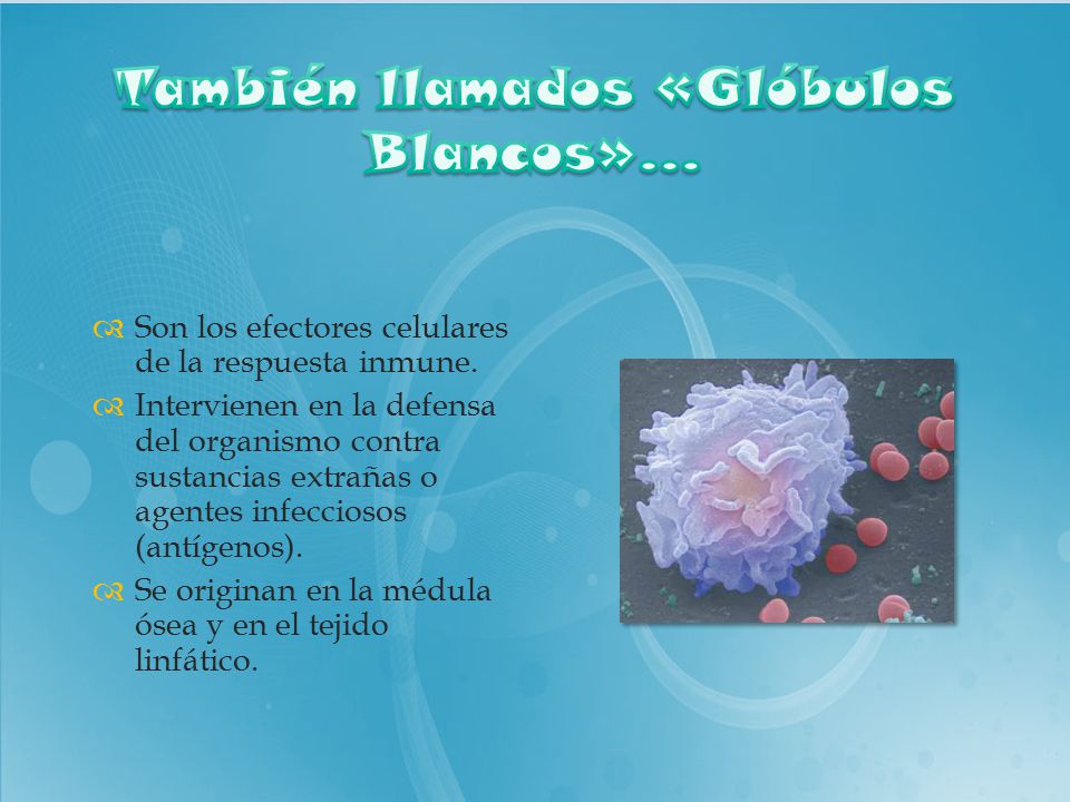 También llamados «Glóbulos Blancos»…
