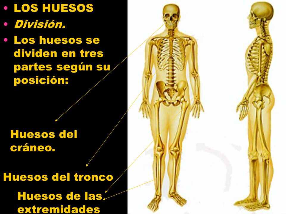 LOS HUESOS División. Los huesos se dividen en tres partes según su posición: Huesos del cráneo. Huesos del tronco.