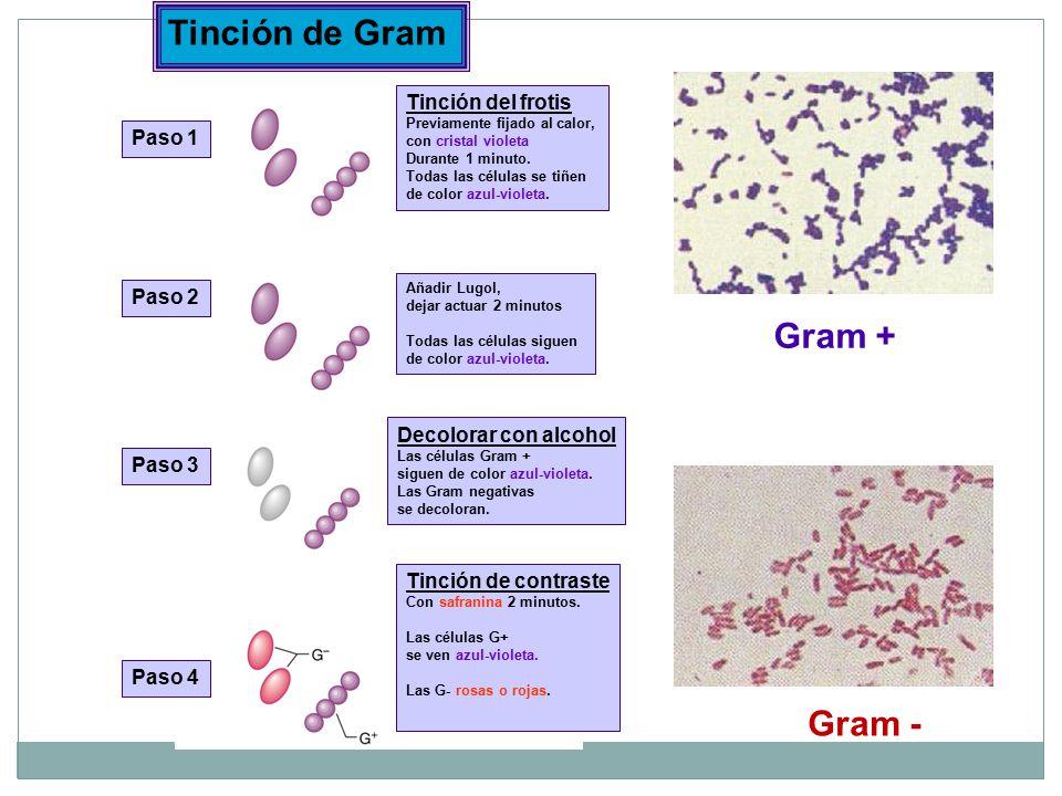 Tinción de Gram Gram + Gram - Tinción del frotis Paso 1 Paso 2