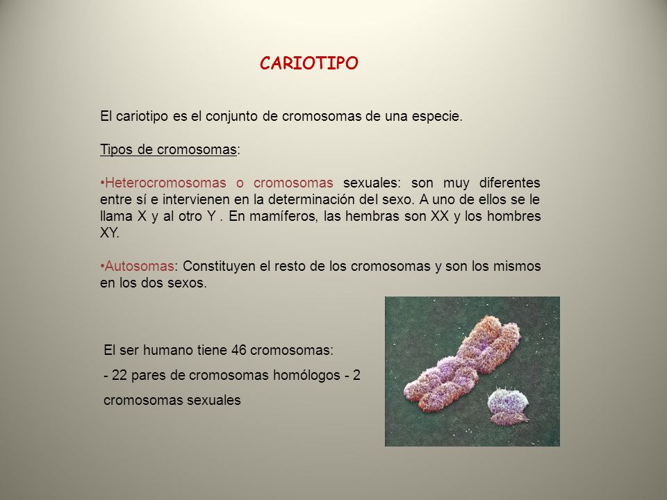 CARIOTIPO El cariotipo es el conjunto de cromosomas de una especie.