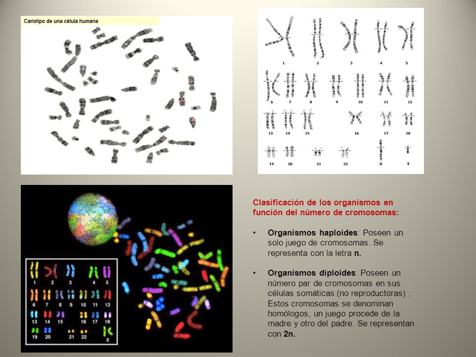 Clasificación de los organismos en función del número de cromosomas: