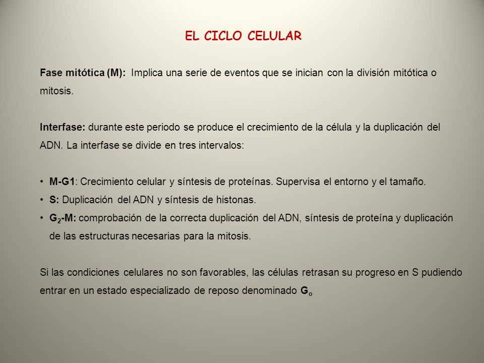 EL CICLO CELULAR Fase mitótica (M): Implica una serie de eventos que se inician con la división mitótica o mitosis.