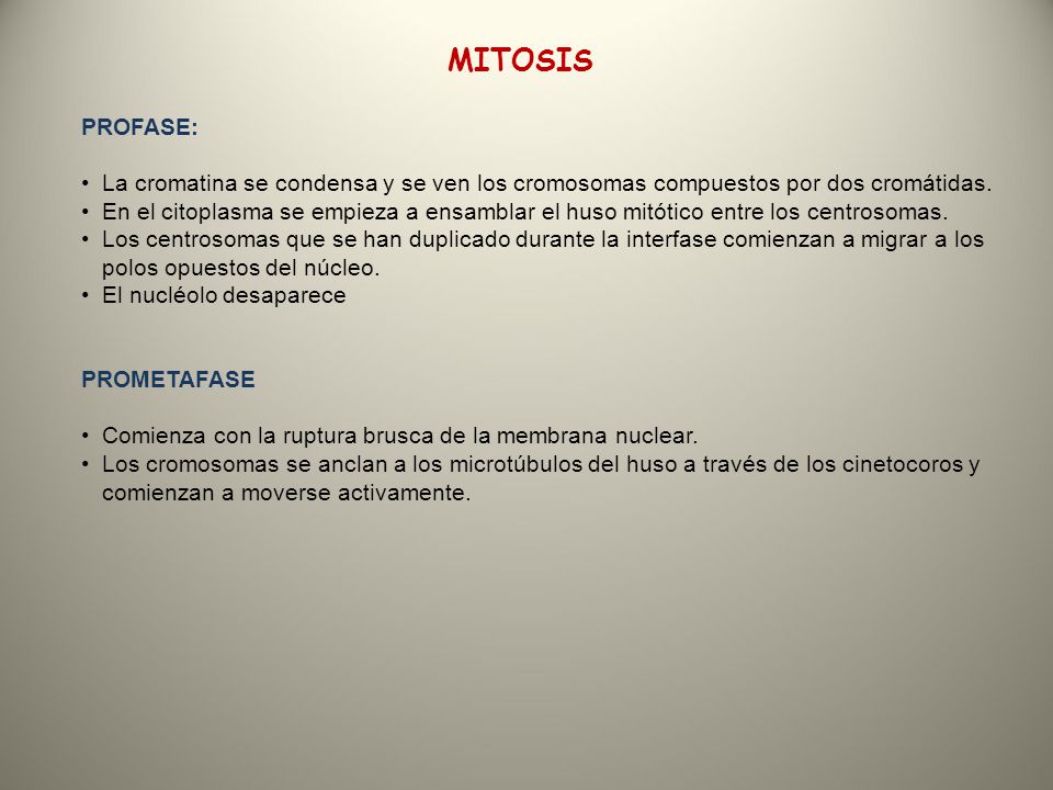 MITOSIS PROFASE: La cromatina se condensa y se ven los cromosomas compuestos por dos cromátidas.