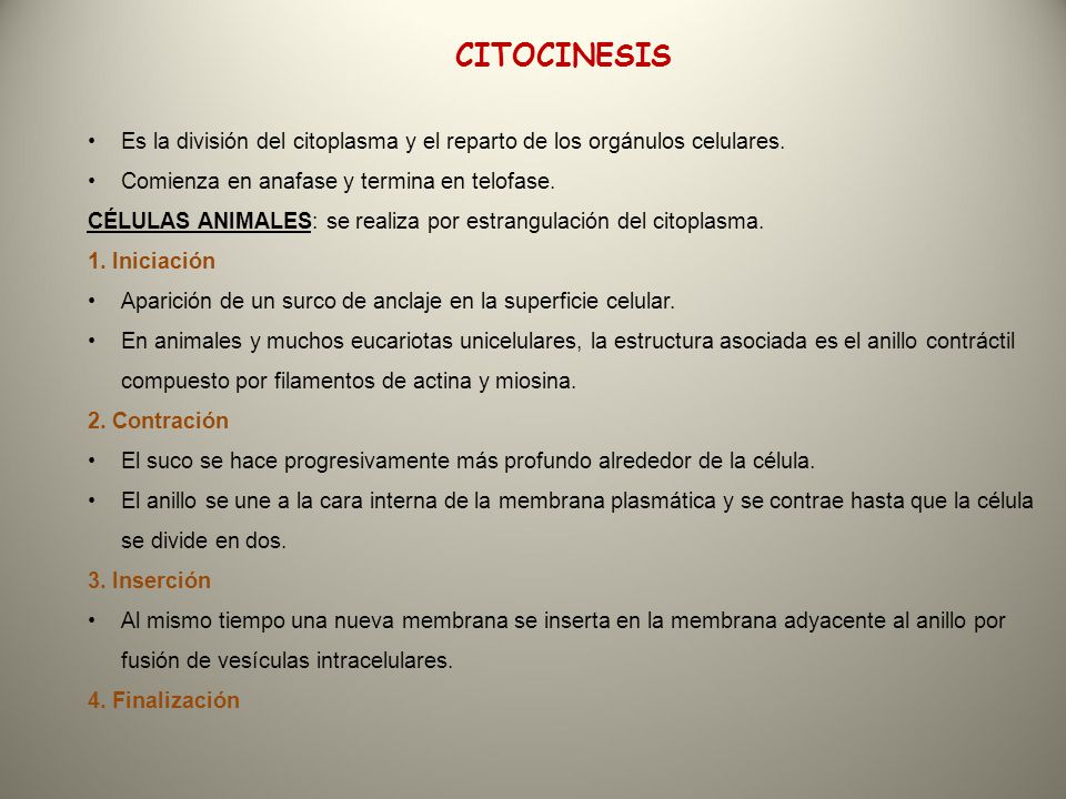 CITOCINESIS Es la división del citoplasma y el reparto de los orgánulos celulares. Comienza en anafase y termina en telofase.