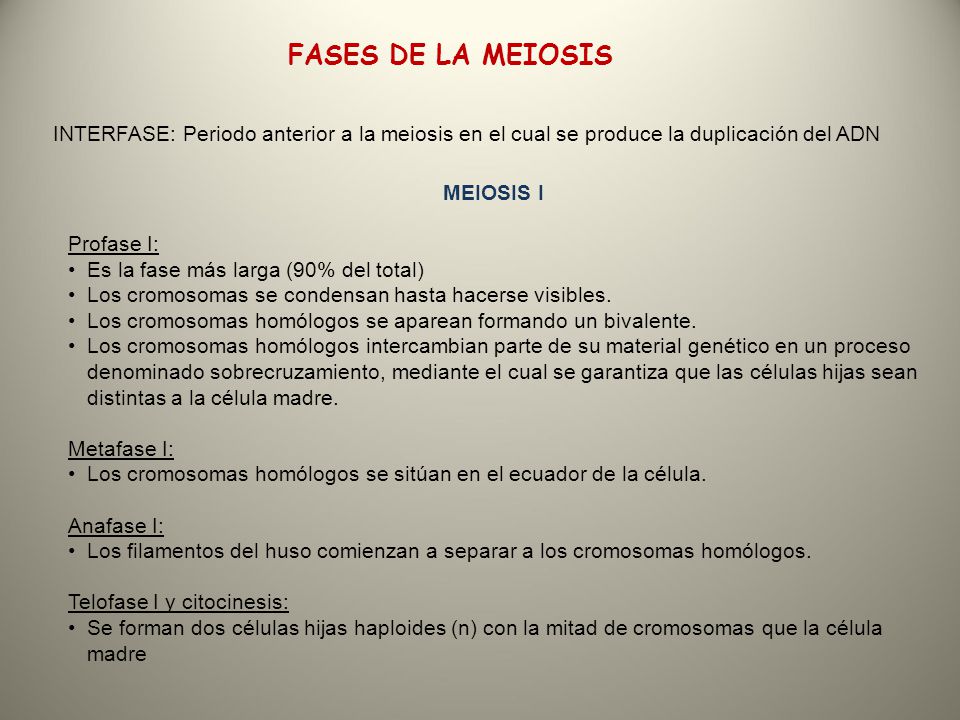 FASES DE LA MEIOSIS INTERFASE: Periodo anterior a la meiosis en el cual se produce la duplicación del ADN.