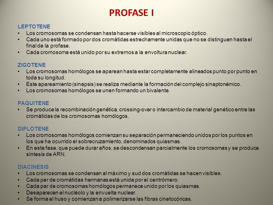 PROFASE I LEPTOTENE. Los cromosomas se condensan hasta hacerse visibles al microscopio óptico.