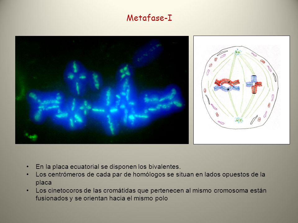 Metafase-I En la placa ecuatorial se disponen los bivalentes.