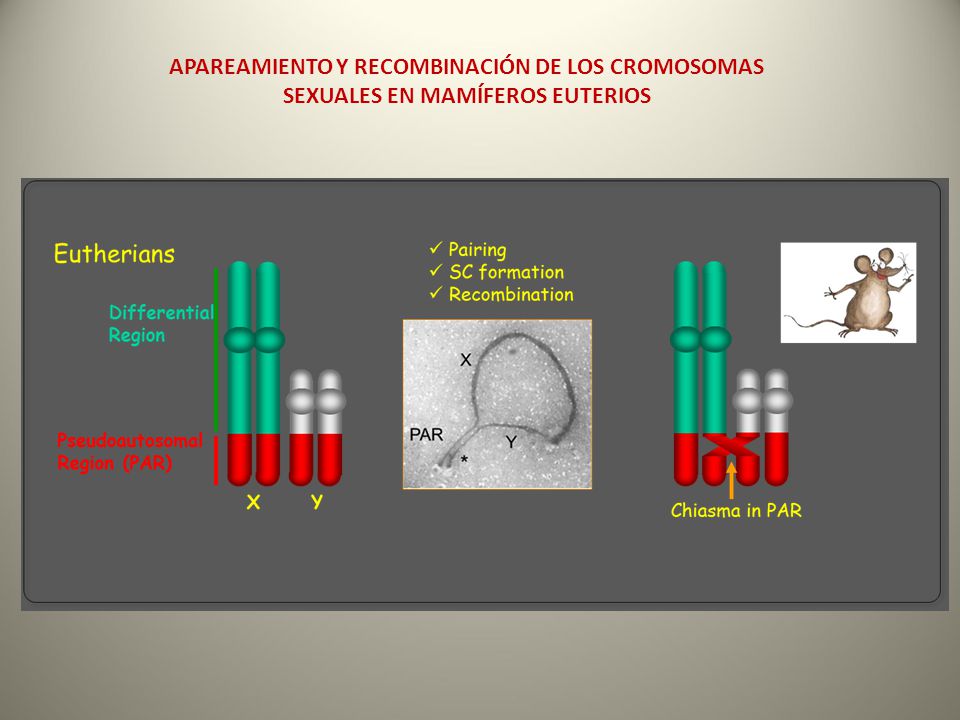 APAREAMIENTO Y RECOMBINACIÓN DE LOS CROMOSOMAS SEXUALES EN MAMÍFEROS EUTERIOS
