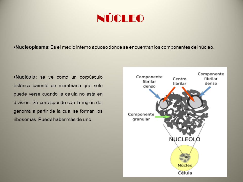 NÚCLEO Nucleoplasma: Es el medio interno acuoso donde se encuentran los componentes del núcleo.