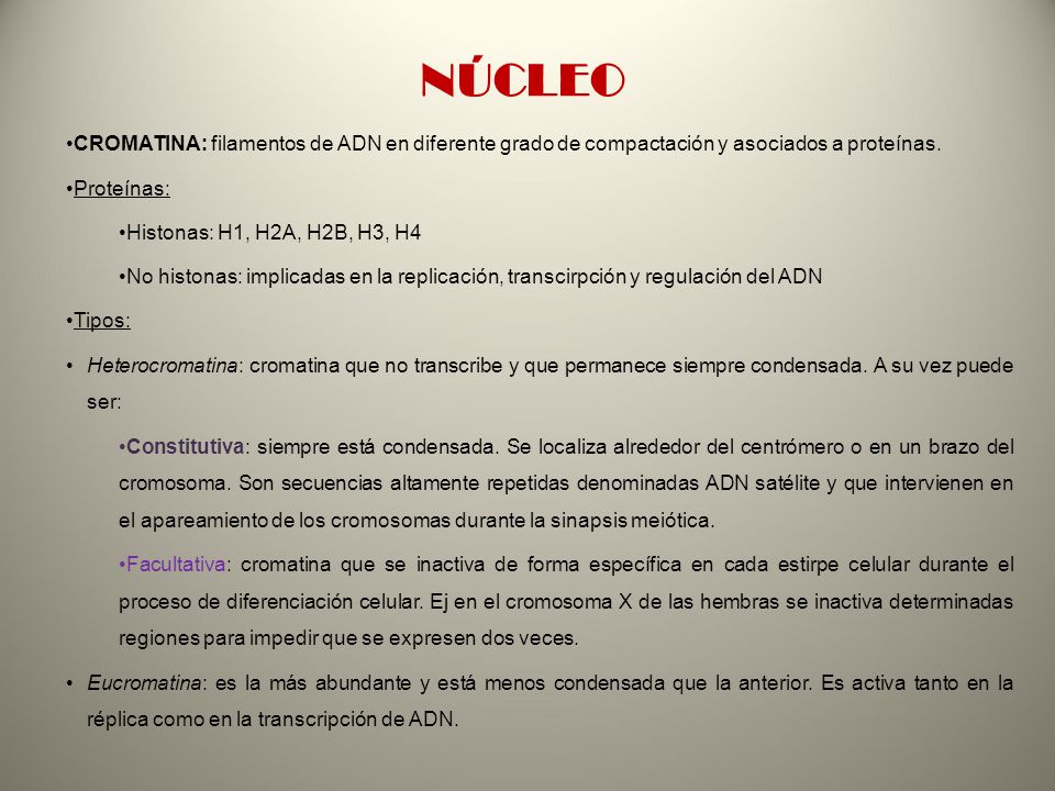 NÚCLEO CROMATINA: filamentos de ADN en diferente grado de compactación y asociados a proteínas. Proteínas: