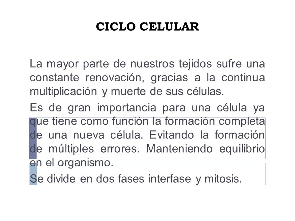 CICLO CELULAR La mayor parte de nuestros tejidos sufre una constante renovación, gracias a la continua multiplicación y muerte de sus células.