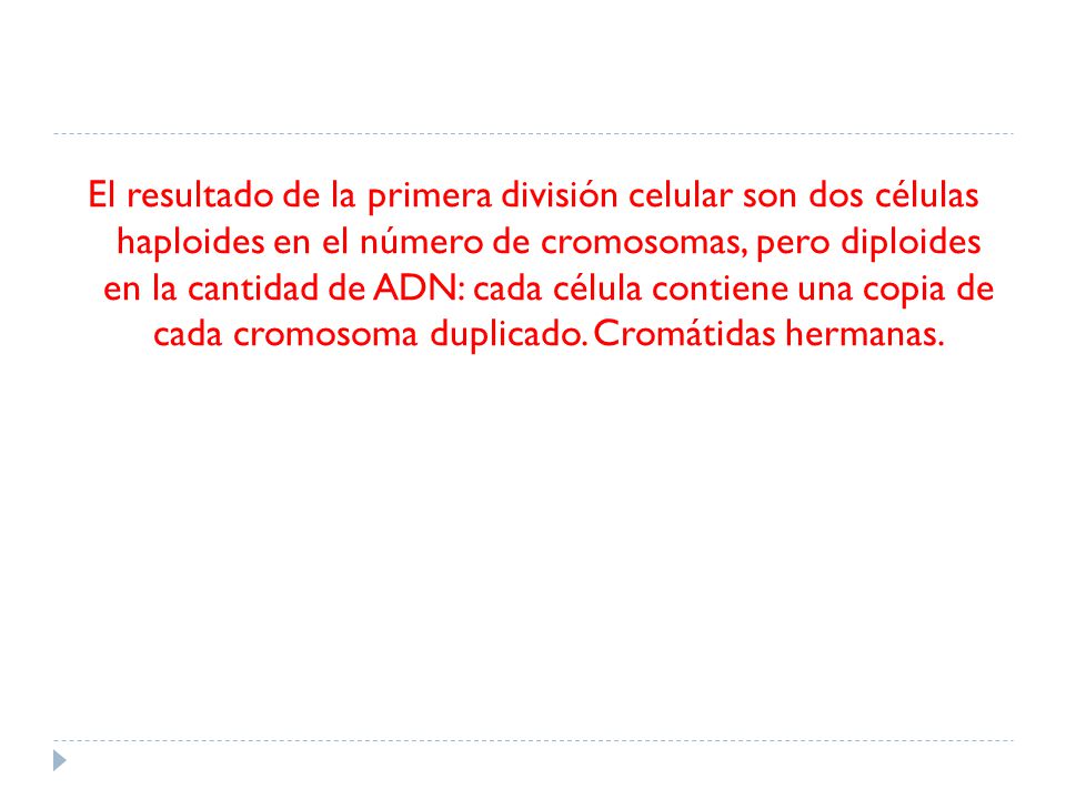 El resultado de la primera división celular son dos células haploides en el número de cromosomas, pero diploides en la cantidad de ADN: cada célula contiene una copia de cada cromosoma duplicado.
