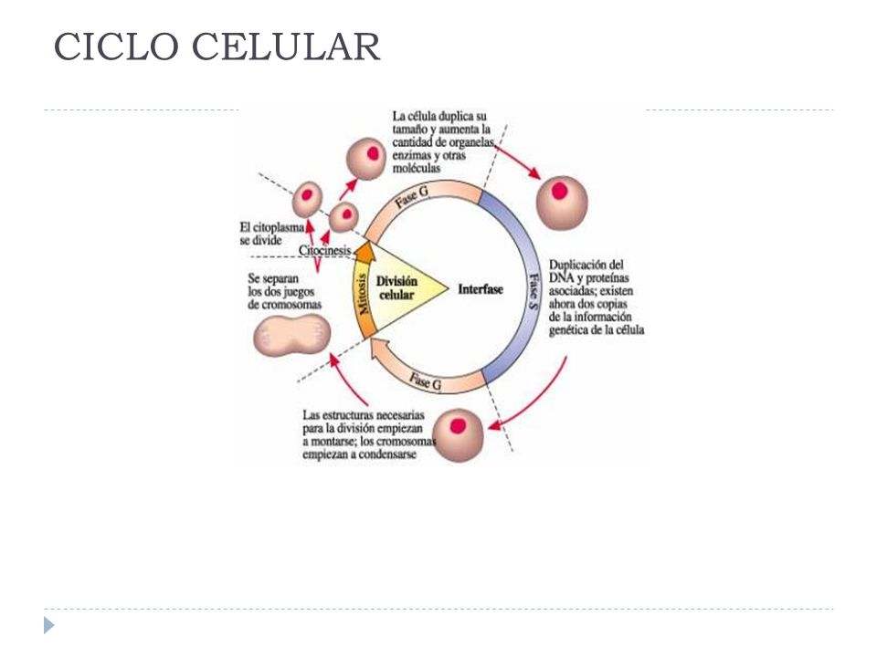 CICLO CELULAR