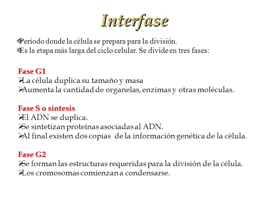 Interfase Período donde la célula se prepara para la división.