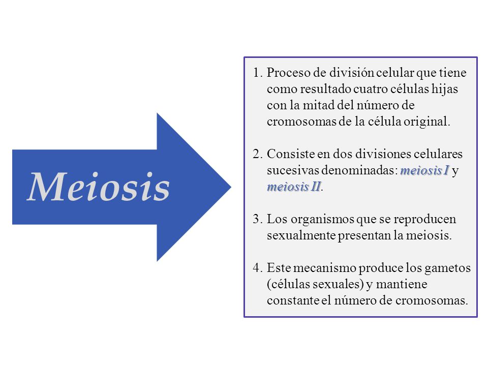 Proceso de división celular que tiene como resultado cuatro células hijas con la mitad del número de cromosomas de la célula original.