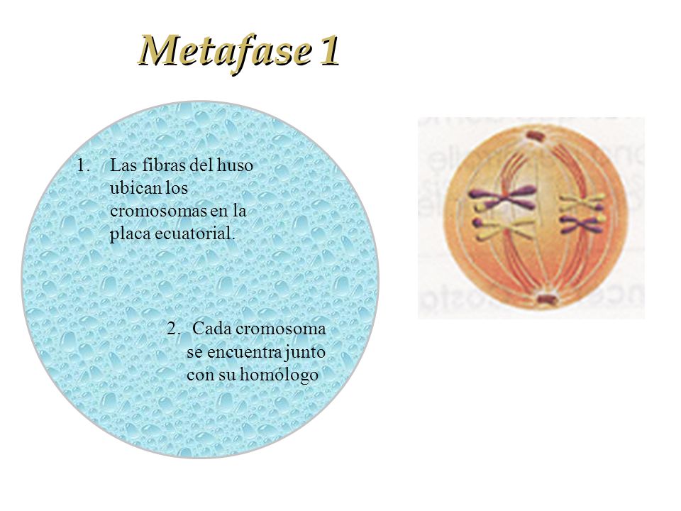 Metafase 1 Las fibras del huso ubican los cromosomas en la placa ecuatorial.