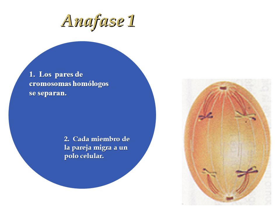Anafase 1 1. Los pares de cromosomas homólogos se separan.