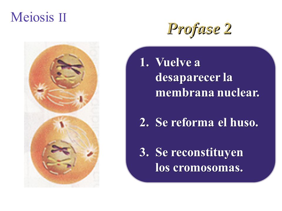 Profase 2 Meiosis II Vuelve a desaparecer la membrana nuclear.