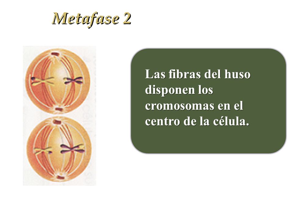 Metafase 2 Las fibras del huso disponen los cromosomas en el centro de la célula.