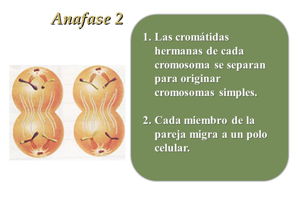 Anafase 2 Las cromátidas hermanas de cada cromosoma se separan para originar cromosomas simples.
