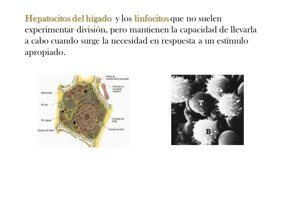 Hepatocitos del hígado y los linfocitos que no suelen experimentar división, pero mantienen la capacidad de llevarla a cabo cuando surge la necesidad en respuesta a un estímulo apropiado.