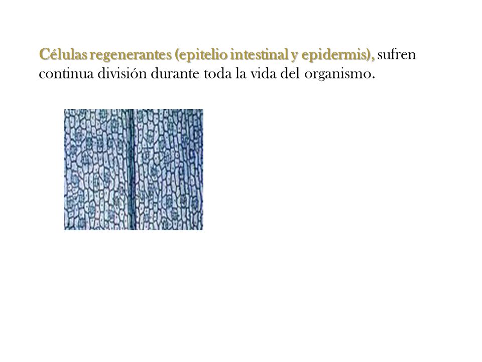 Células regenerantes (epitelio intestinal y epidermis), sufren continua división durante toda la vida del organismo.