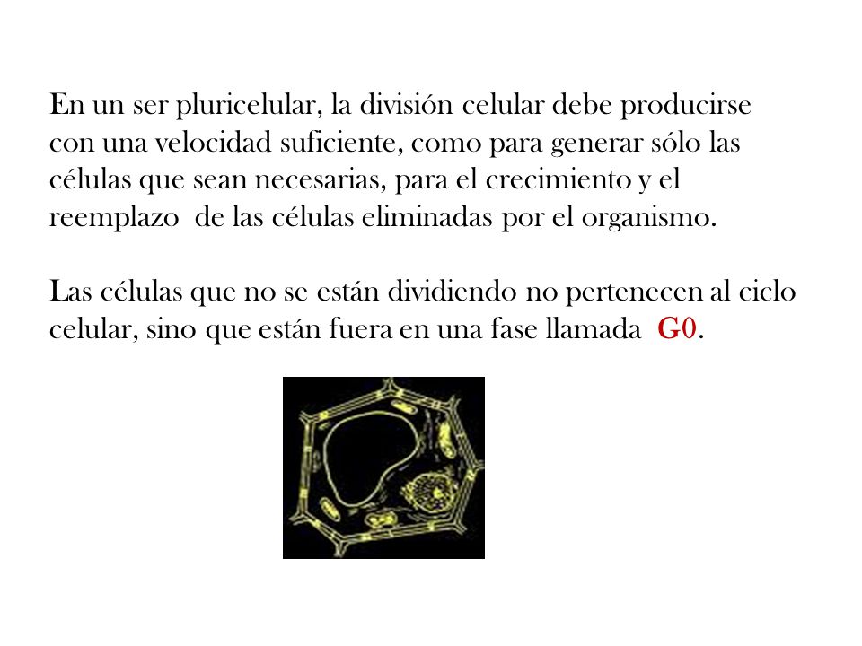 En un ser pluricelular, la división celular debe producirse con una velocidad suficiente, como para generar sólo las células que sean necesarias, para el crecimiento y el reemplazo de las células eliminadas por el organismo.