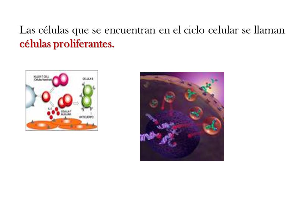 Las células que se encuentran en el ciclo celular se llaman células proliferantes.