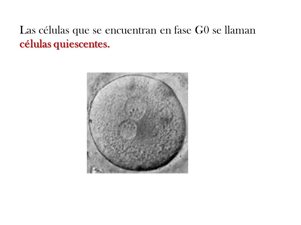 Las células que se encuentran en fase G0 se llaman células quiescentes.