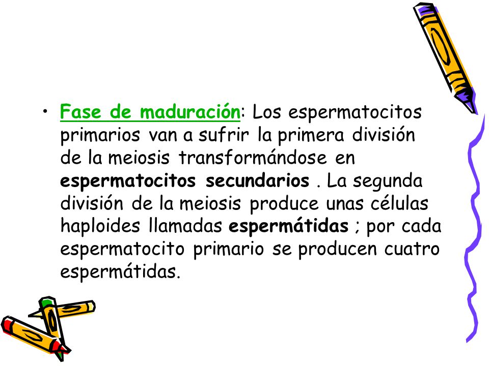 Fase de maduración: Los espermatocitos primarios van a sufrir la primera división de la meiosis transformándose en espermatocitos secundarios .