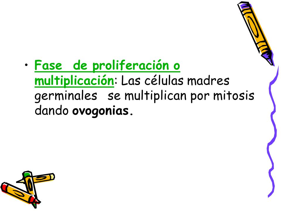 Fase de proliferación o multiplicación: Las células madres germinales se multiplican por mitosis dando ovogonias.