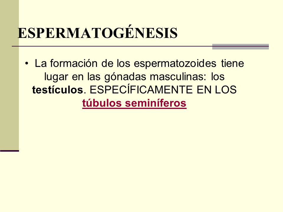ESPERMATOGÉNESIS