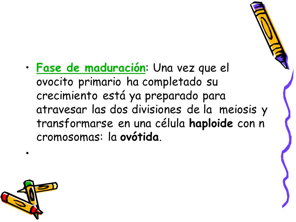 Fase de maduración: Una vez que el ovocito primario ha completado su crecimiento está ya preparado para atravesar las dos divisiones de la meiosis y transformarse en una célula haploide con n cromosomas: la ovótida.