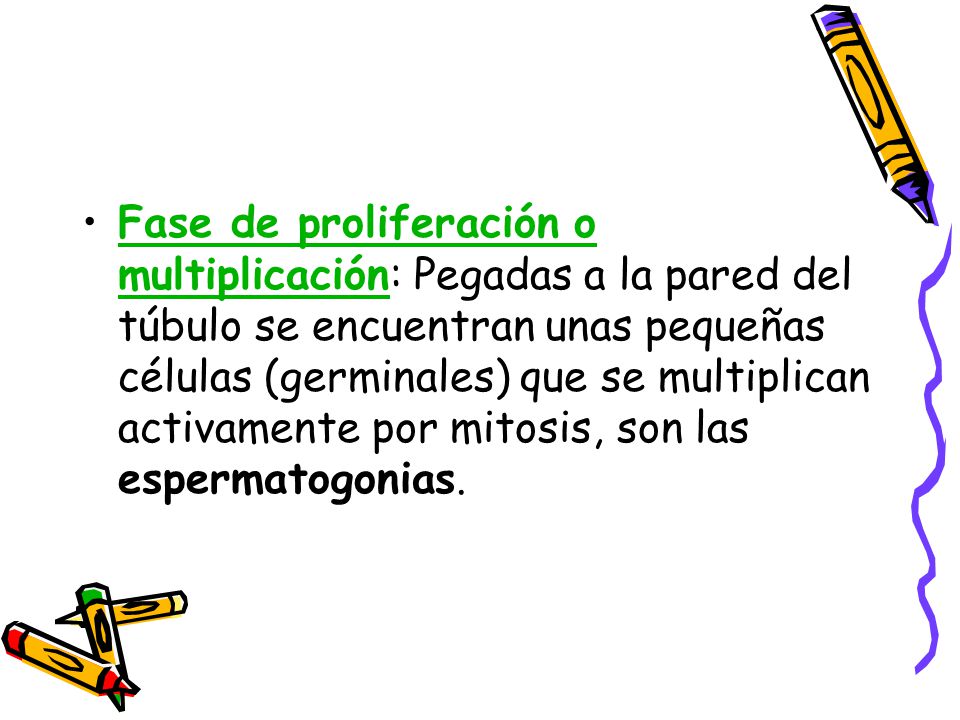 Fase de proliferación o multiplicación: Pegadas a la pared del túbulo se encuentran unas pequeñas células (germinales) que se multiplican activamente por mitosis, son las espermatogonias.