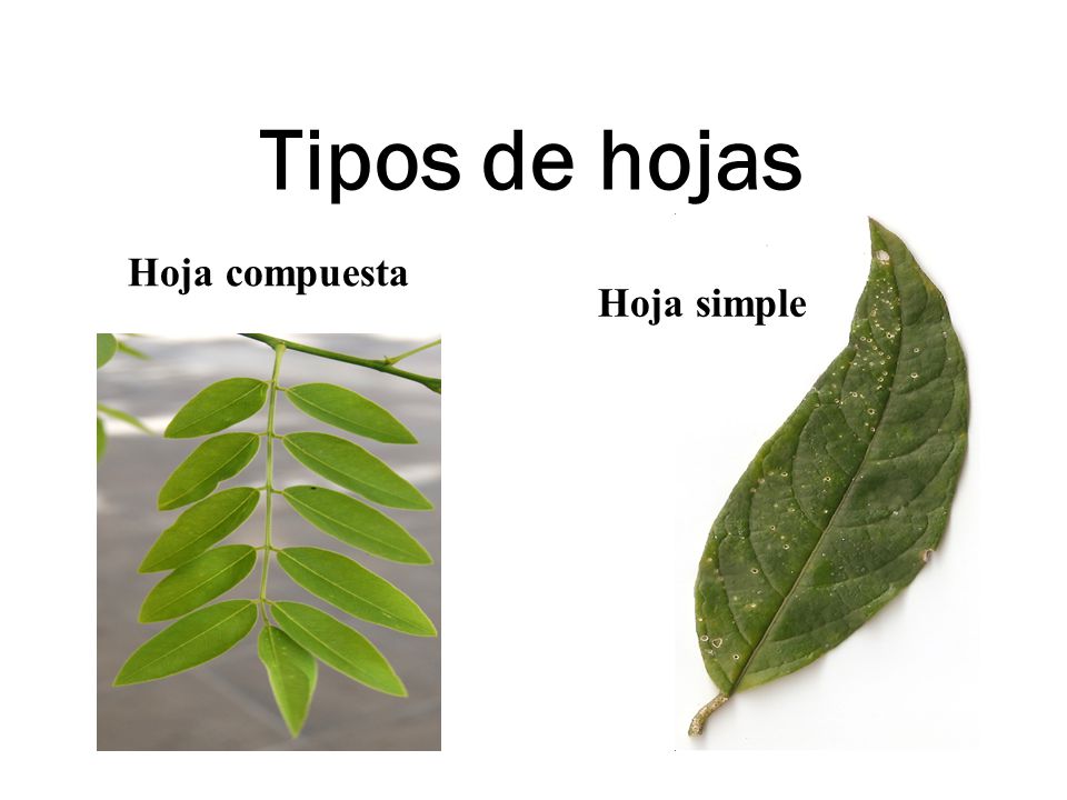 Tipos de hojas Hoja compuesta Hoja simple