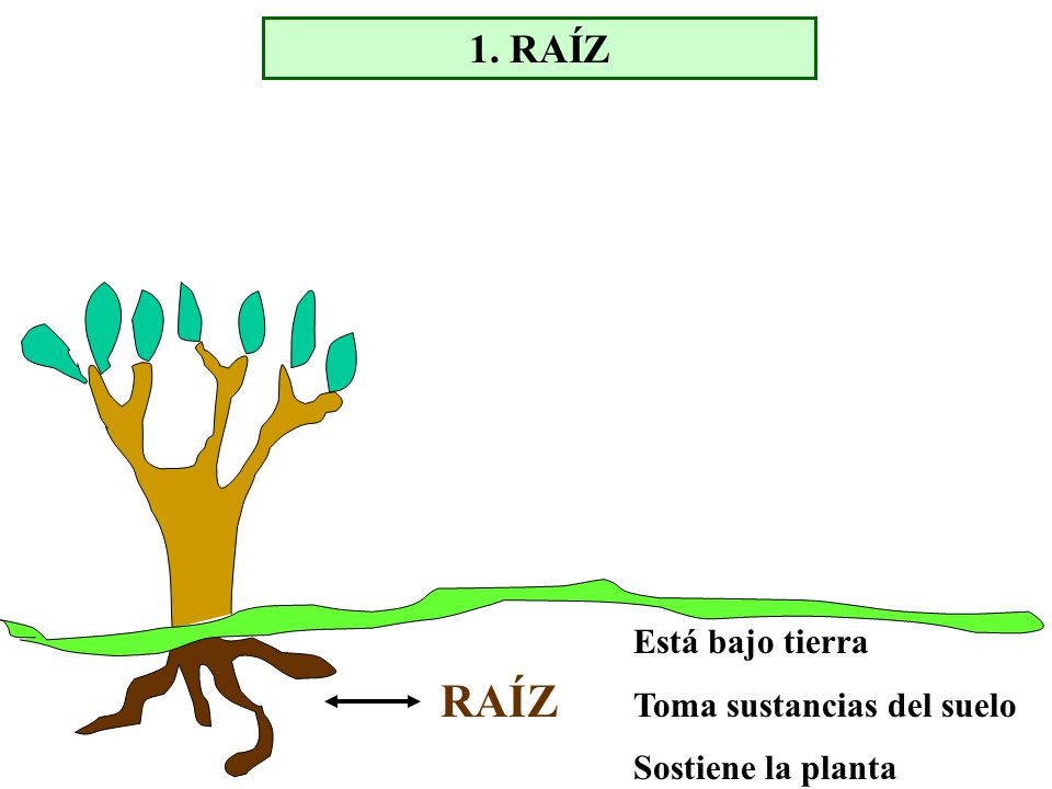 RAÍZ 1. RAÍZ Está bajo tierra Toma sustancias del suelo