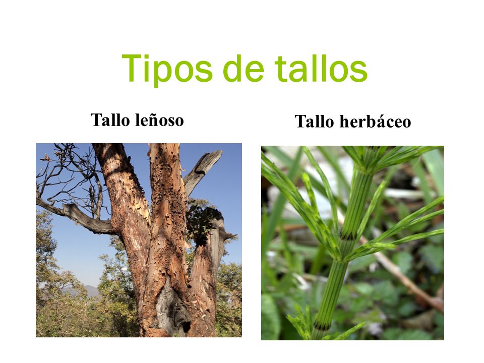 Tipos de tallos Tallo leñoso Tallo herbáceo