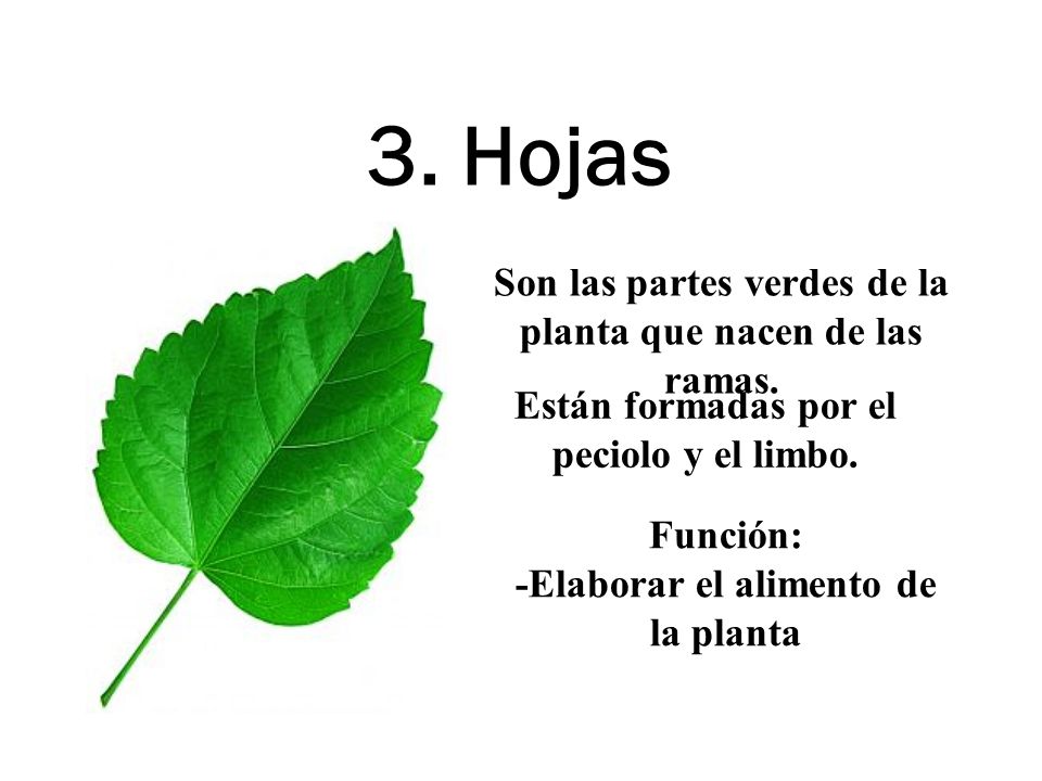 3. Hojas Son las partes verdes de la planta que nacen de las ramas.