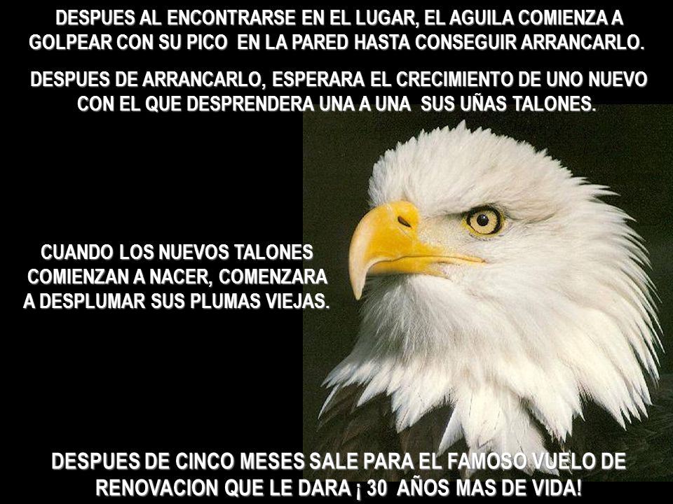 DESPUES AL ENCONTRARSE EN EL LUGAR, EL AGUILA COMIENZA A GOLPEAR CON SU PICO EN LA PARED HASTA CONSEGUIR ARRANCARLO.