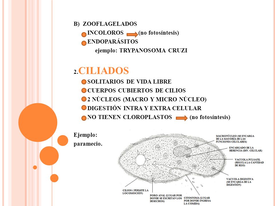 B) ZOOFLAGELADOS INCOLOROS (no fotosíntesis) ENDOPARÁSITOS. ejemplo: TRYPANOSOMA CRUZI. 2.CILIADOS.