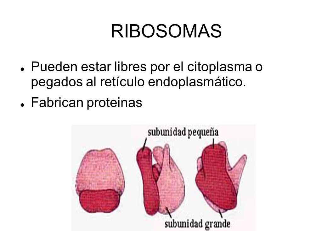 RIBOSOMAS Pueden estar libres por el citoplasma o pegados al retículo endoplasmático.