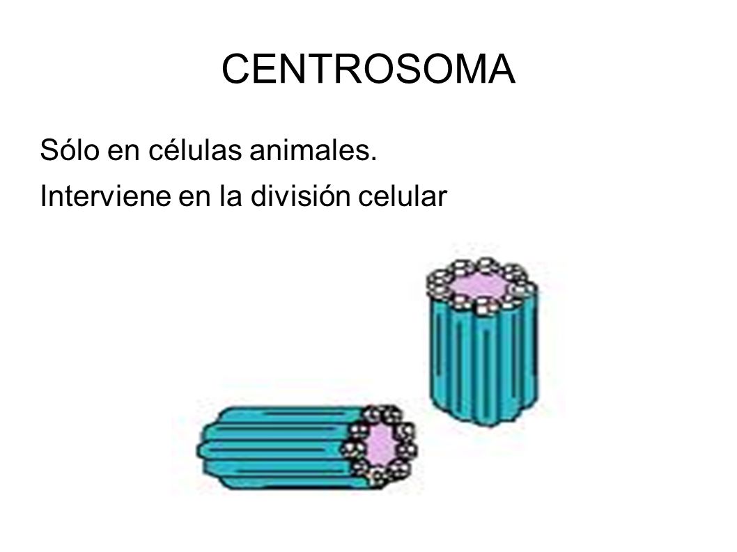 CENTROSOMA Sólo en células animales. Interviene en la división celular